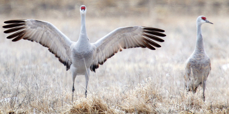 Cranes
